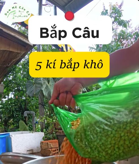 Ủ Bắp Câu Cá