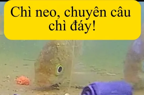 Câu chì đáy ( chì chạy ) với chì này